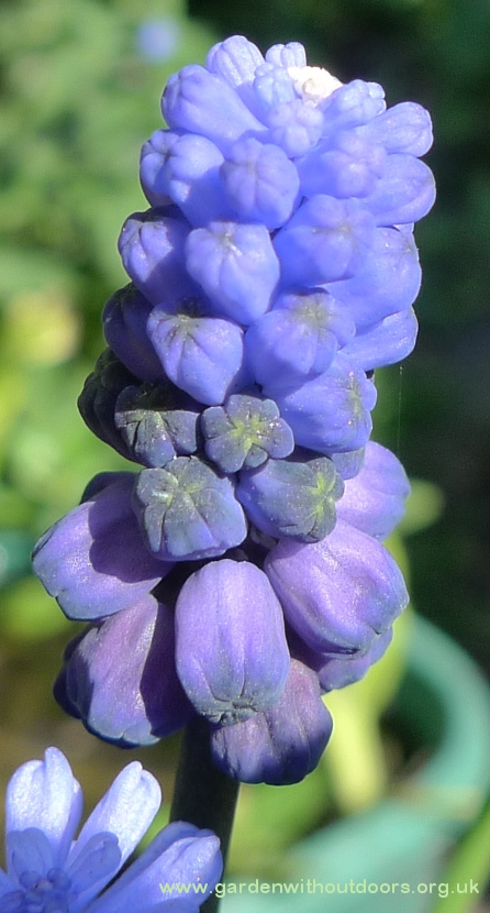 muscari latifolium