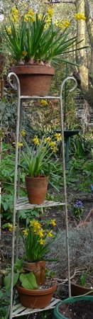 narcissus tete-a-tete