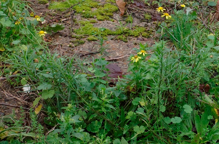 narrow-leaved ragwort