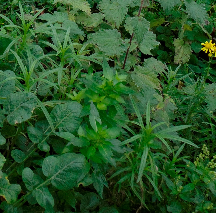 narrow-leaved ragwort