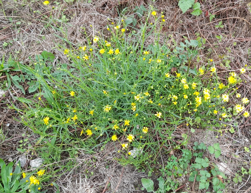 narrow-leaved ragwort rainham marshes