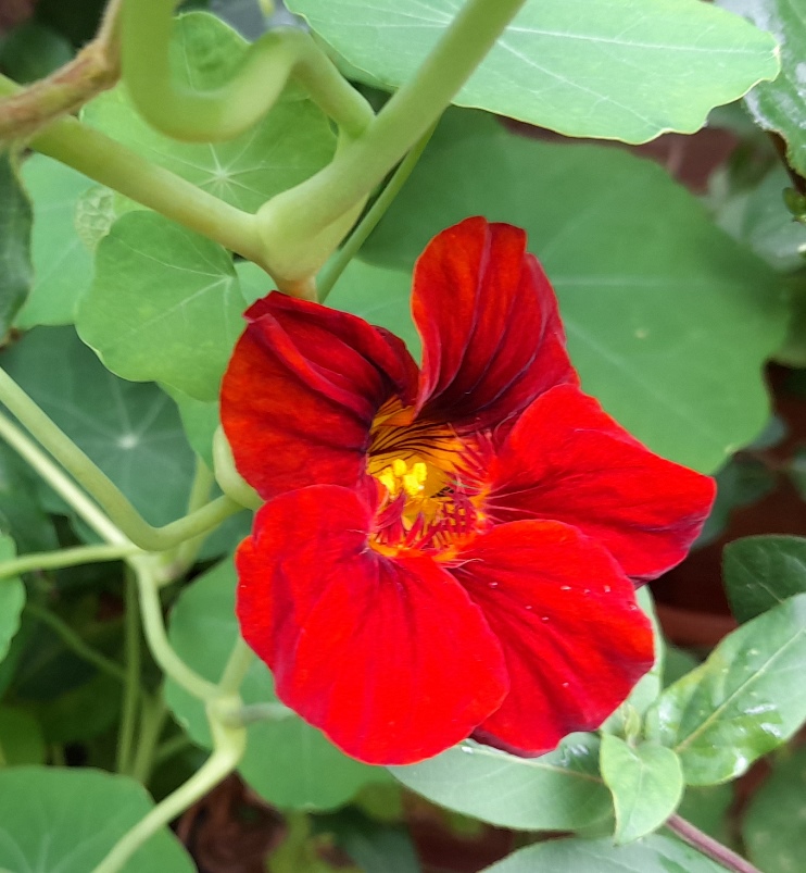 nasturtium