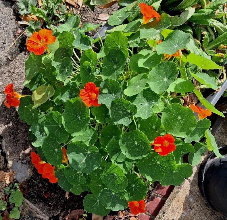 nasturtiums