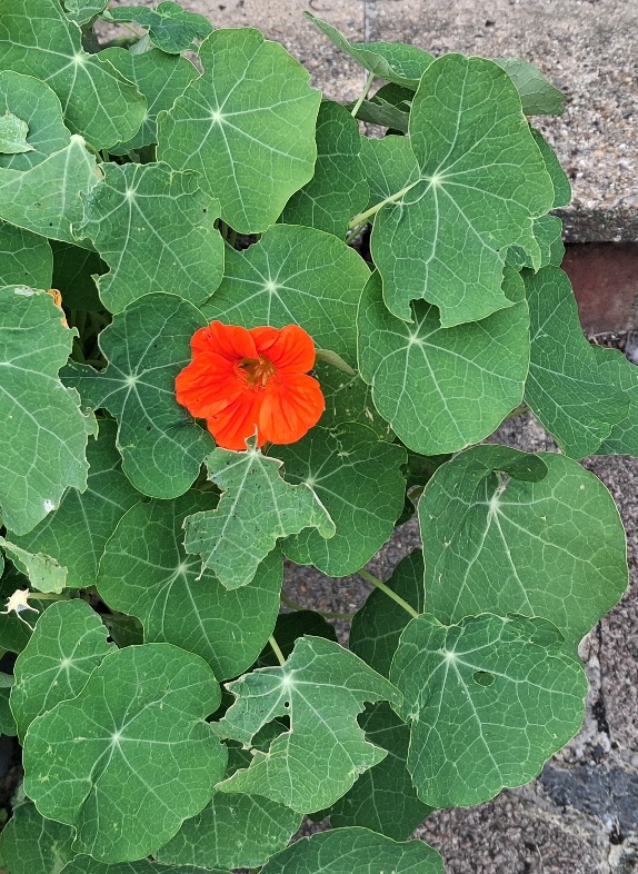 nasturtium