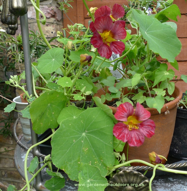 nasturtium purple emperor