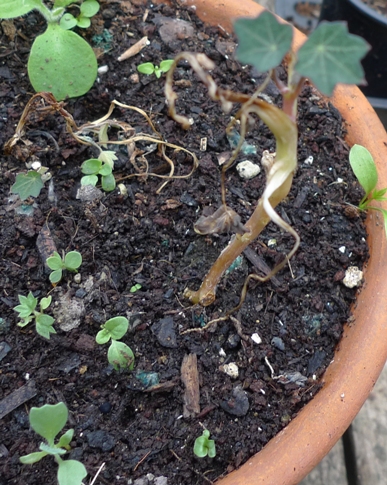 nasurtium fruit salad