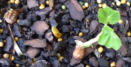 nasturtium seedling