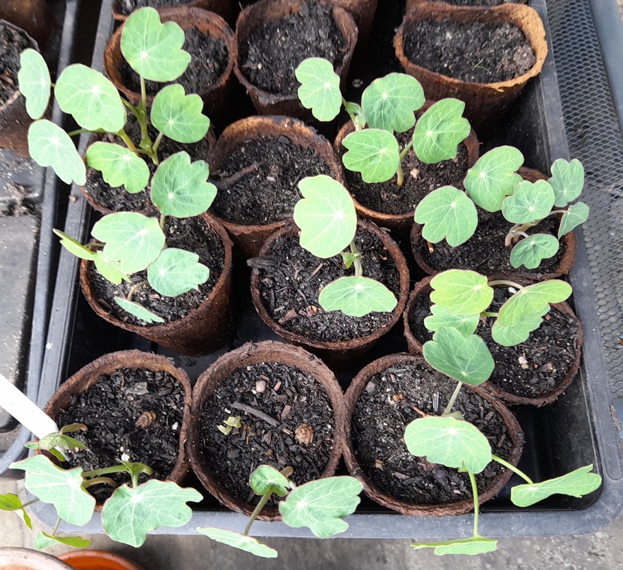 nasturtium tailing seedlings
