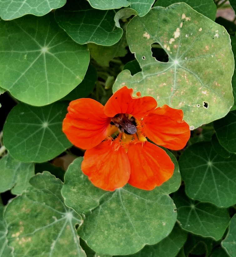 nasturtium
