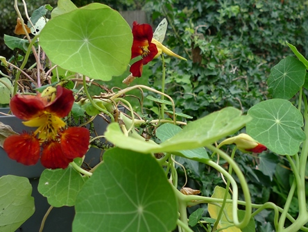 nasturtium