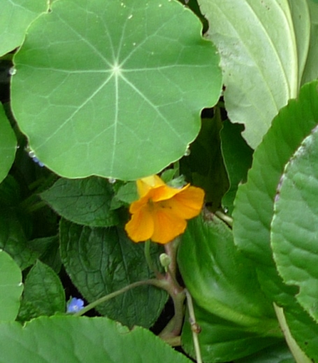 nasturtium