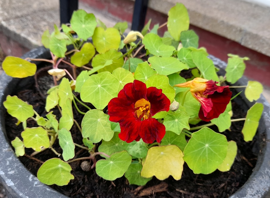 nasturtiums