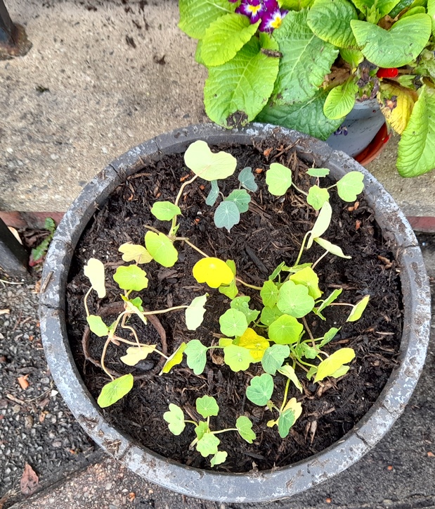 nasturtium jewel trailing small plants