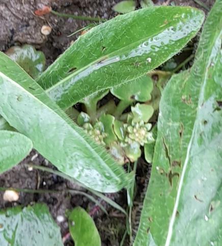 Umbilicus rupestris navelwort