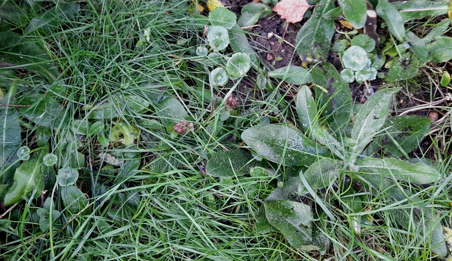 navelwort fox-and-cubs