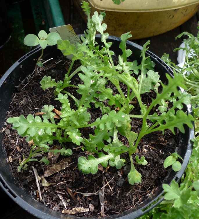 nemophila Penny Black