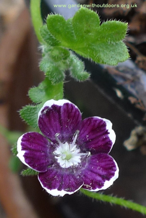 nemophila Penny Black