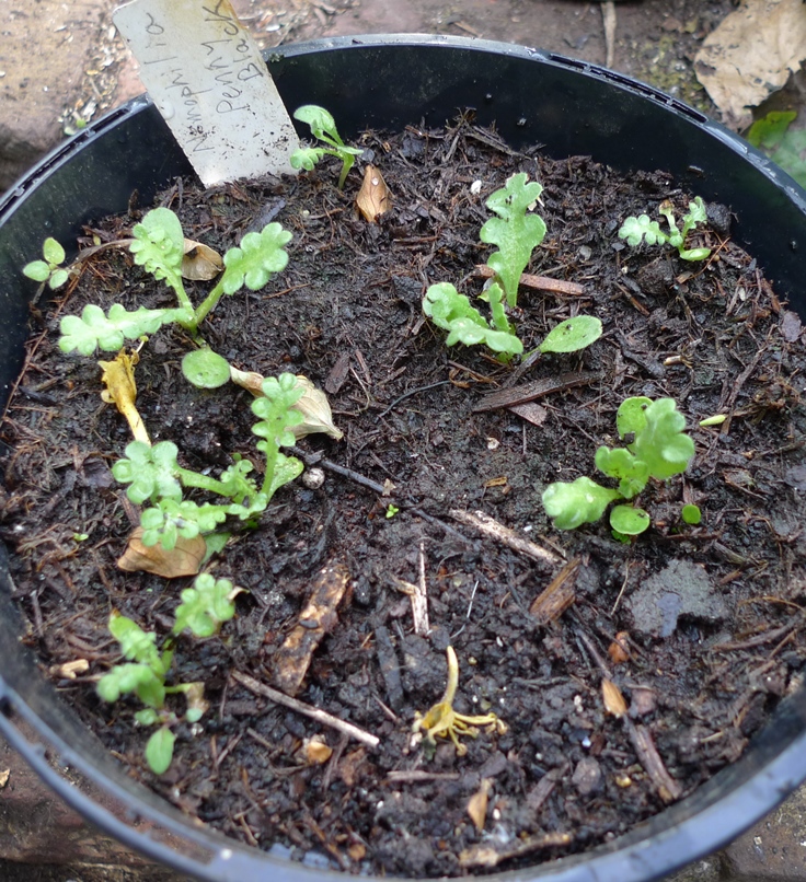 nemophila Penny Black seedlings