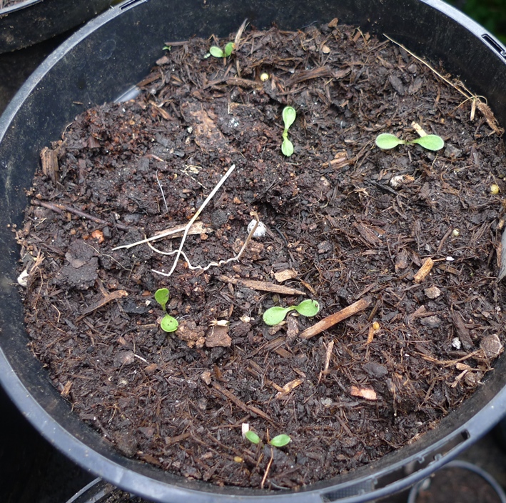Nemophila menziesii "Penny Black" Baby Eyes