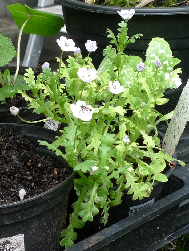 nemophila snowstorm