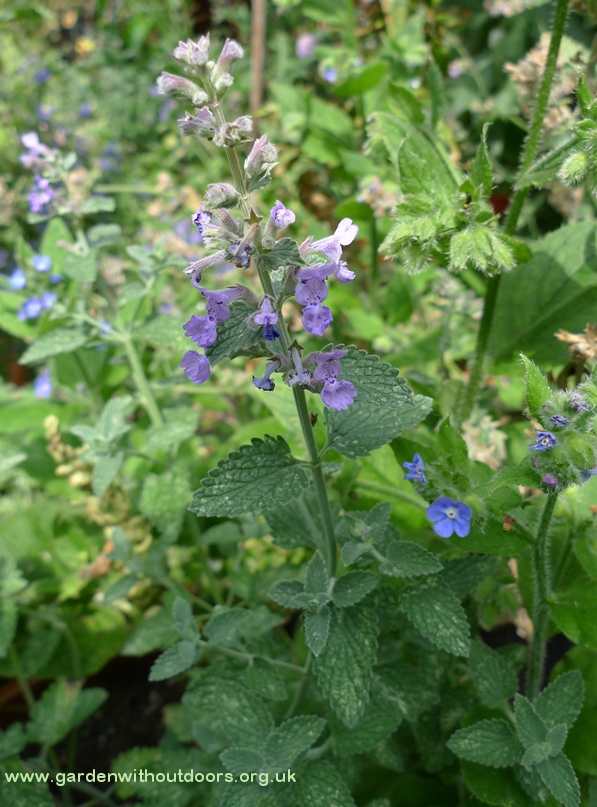 nepeta