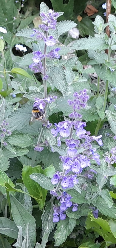 nepeta bee