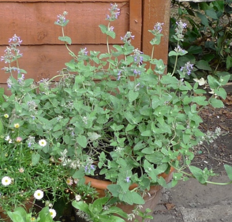 nepeta