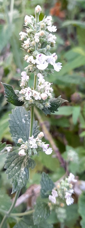 nepeta cataria