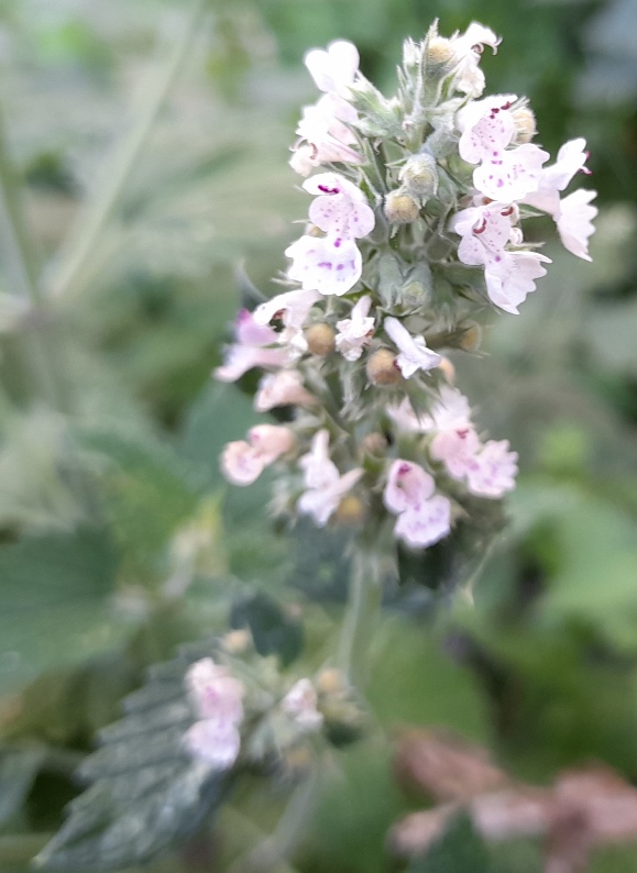 nepeta cataria catnip