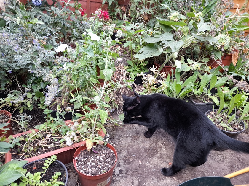 cat with nepeta cataria catnip