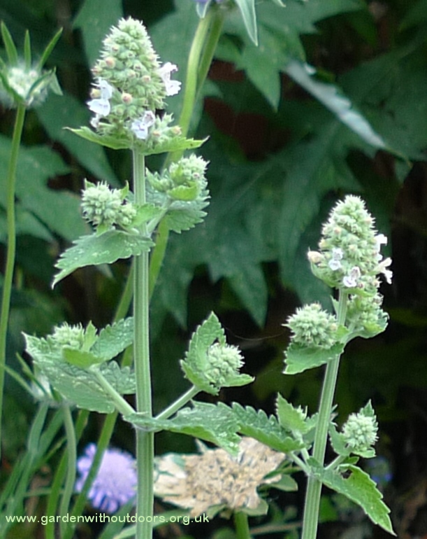 nepeta cataria