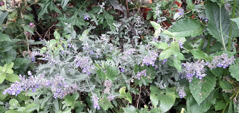 nepeta fassennii