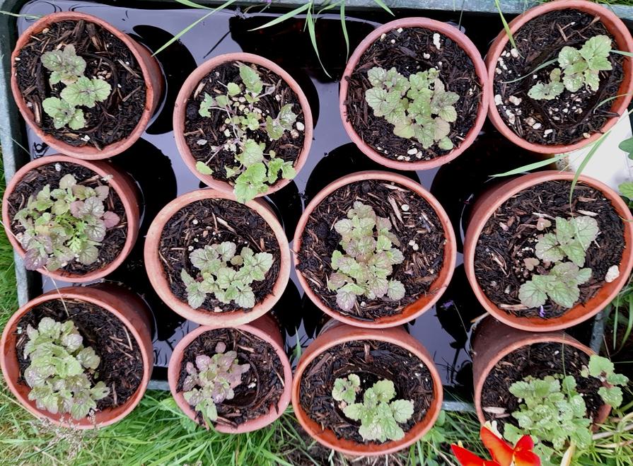 nepeta cataria seedlings