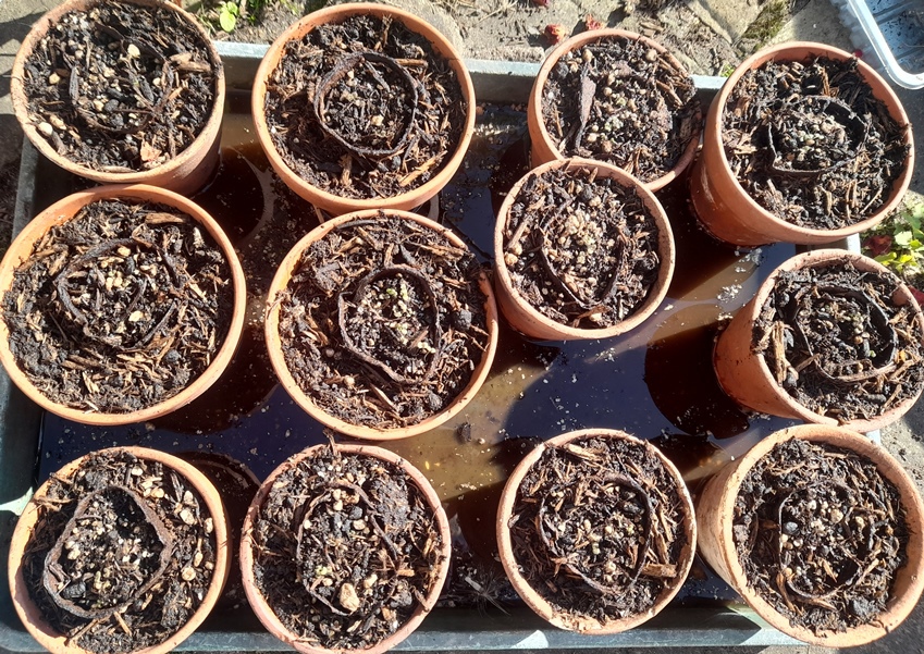 nepeta seedlings