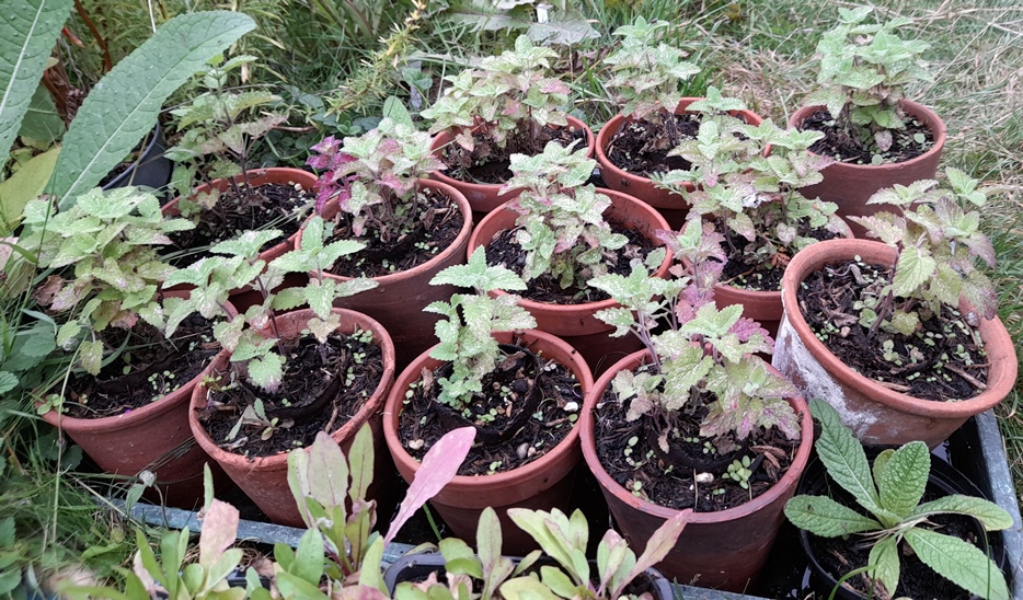 nepeta seedlings