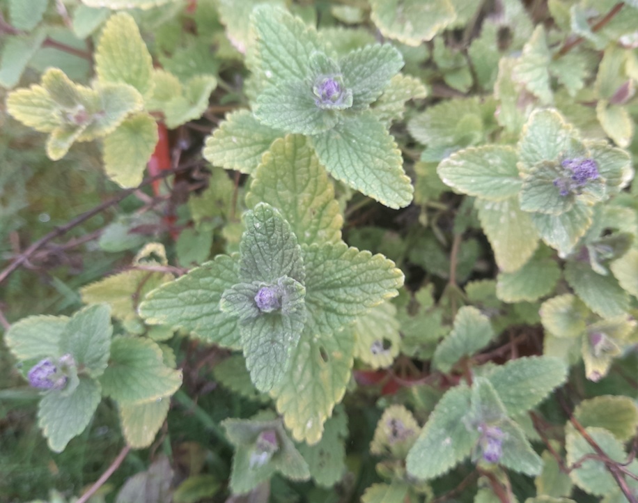 nepeta