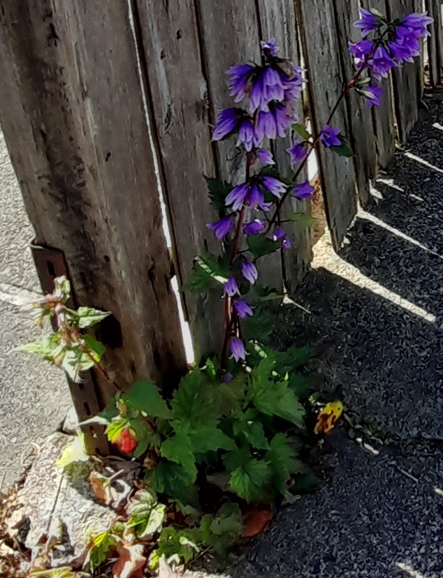 nettle-leaved bellflower Campanula trachelium