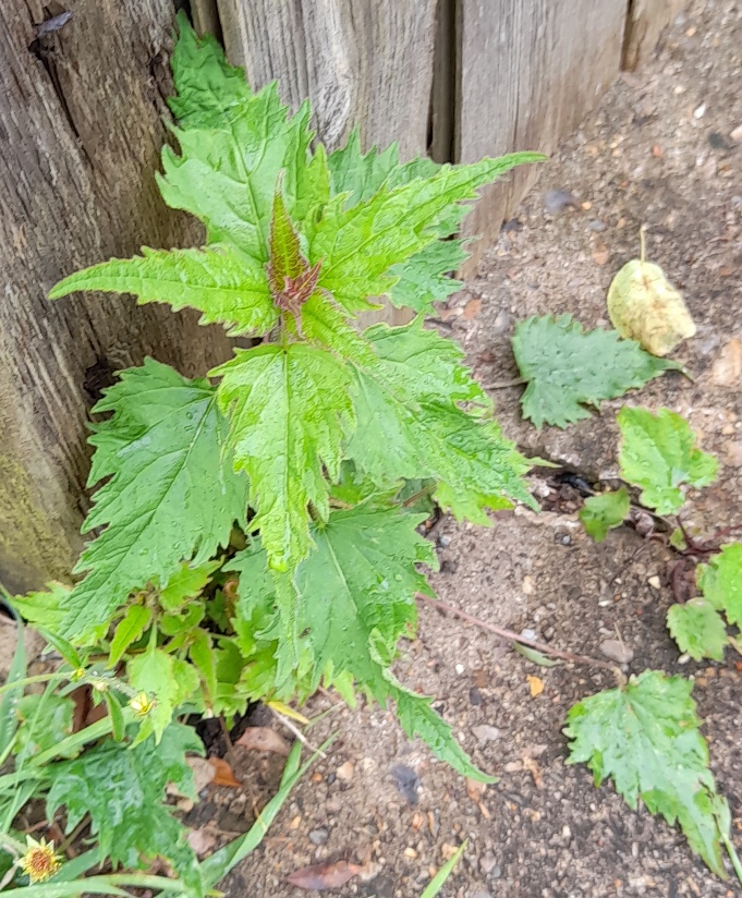nettle-leaved bellflower Campanula trachelium