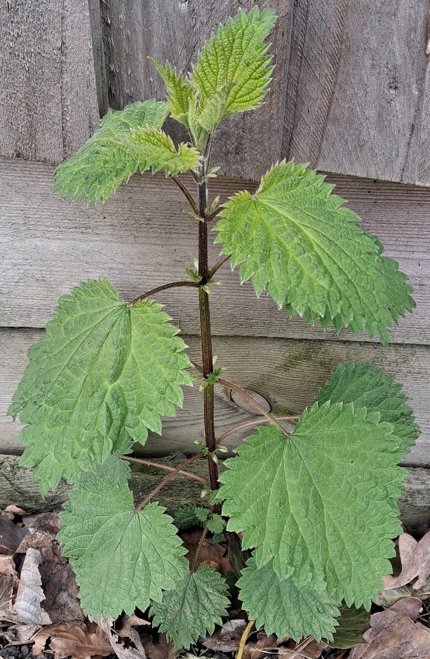 stinging nettle