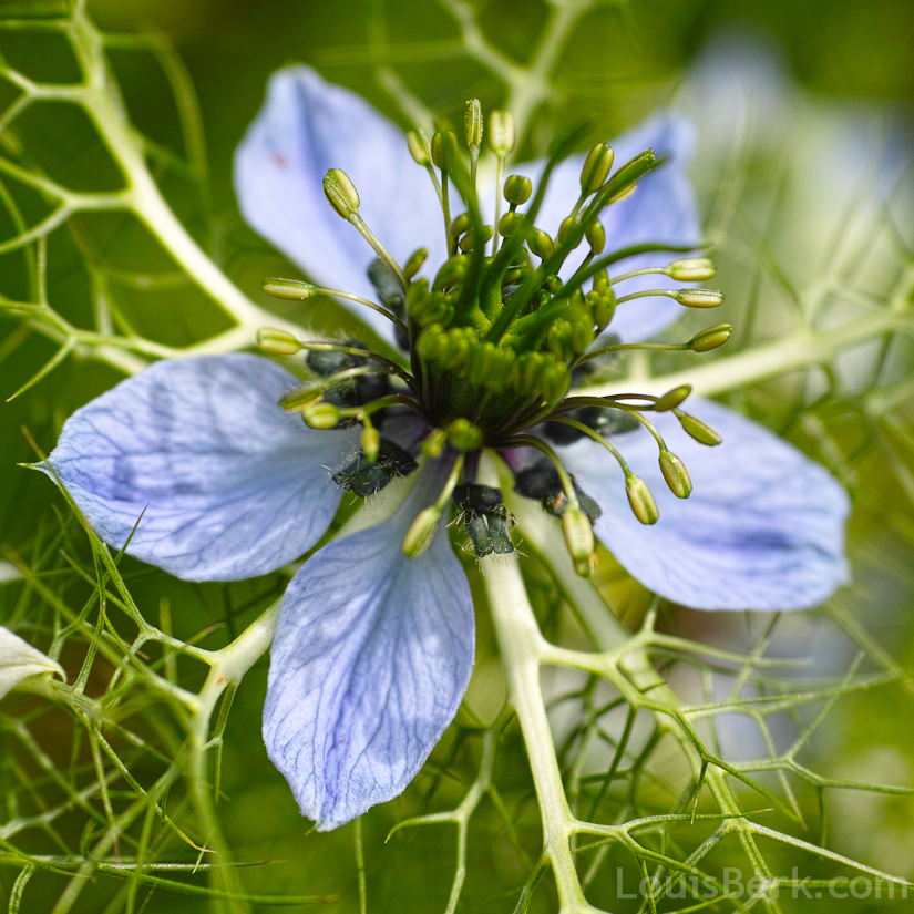blue nigella flower