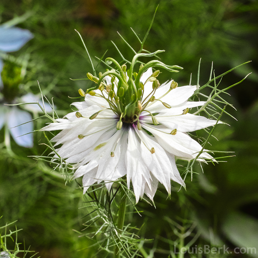 white nigella flower