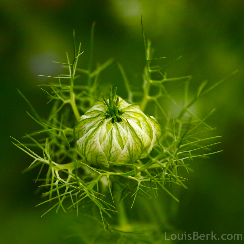 nigella flower bud