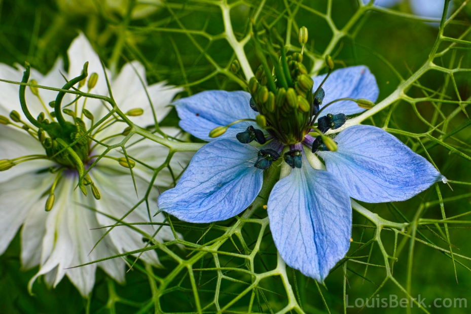 white and blue nigella flowers