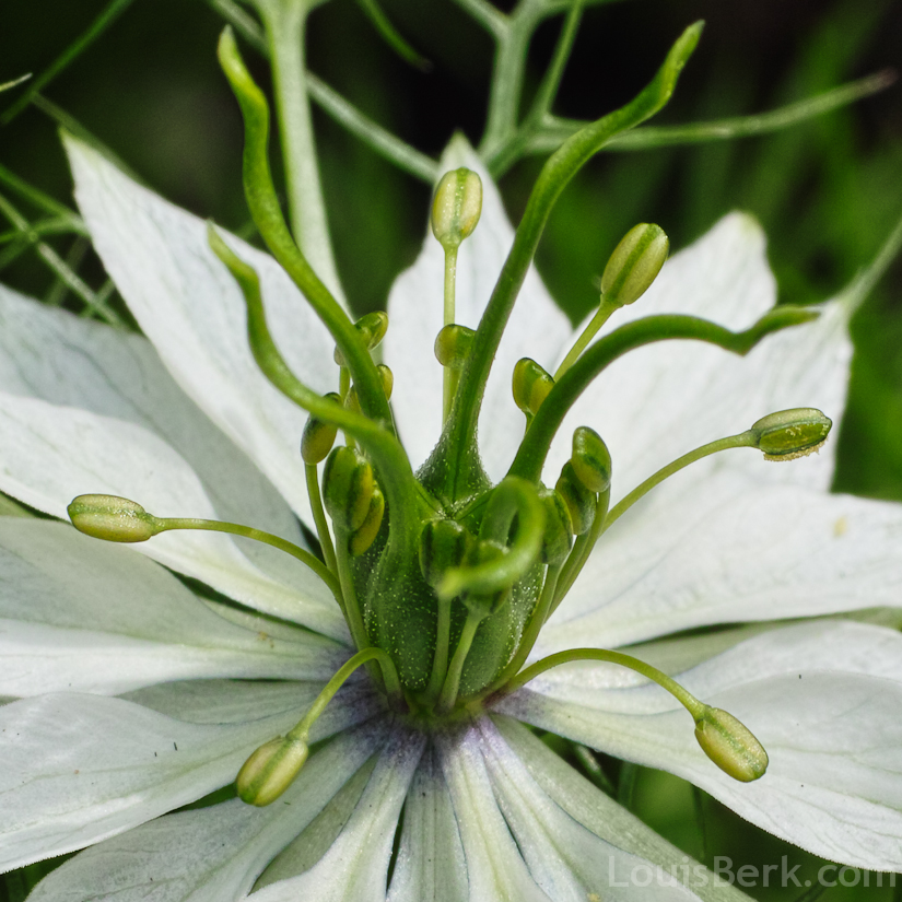 white nigella flower