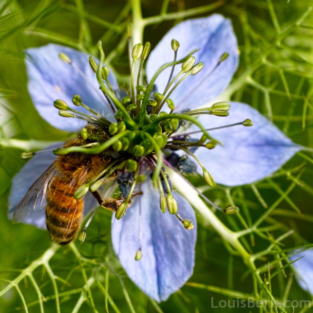 nigella with bee