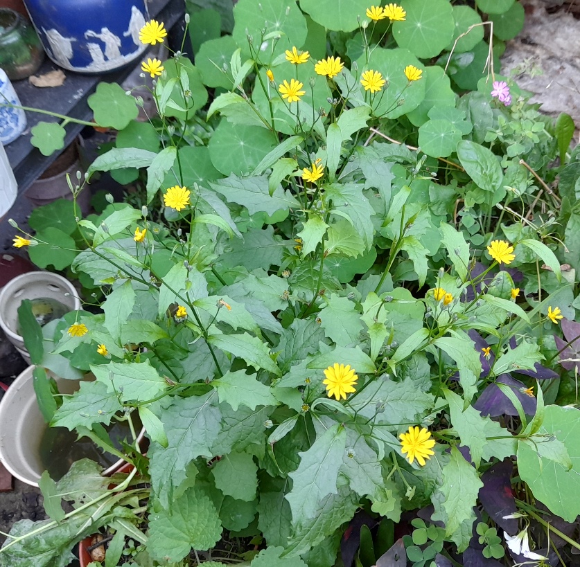nipplewort