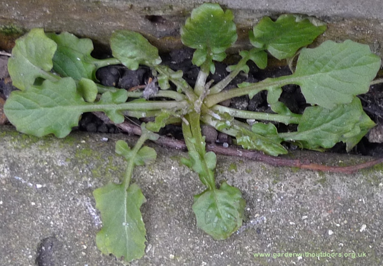 nipplewort Lapsana communis