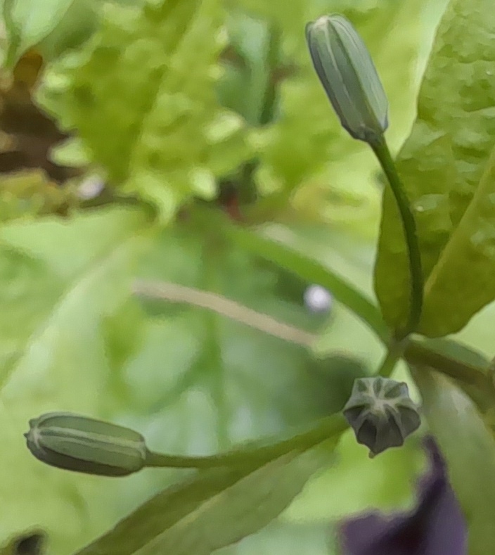 nipplewort buds