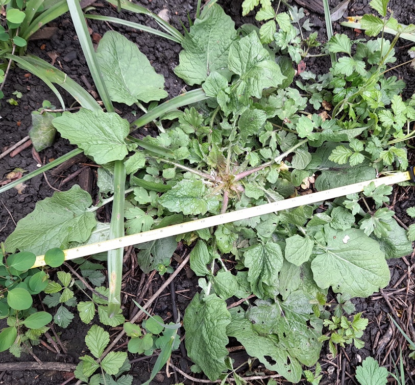 nipplewort rosette Lapsana communis