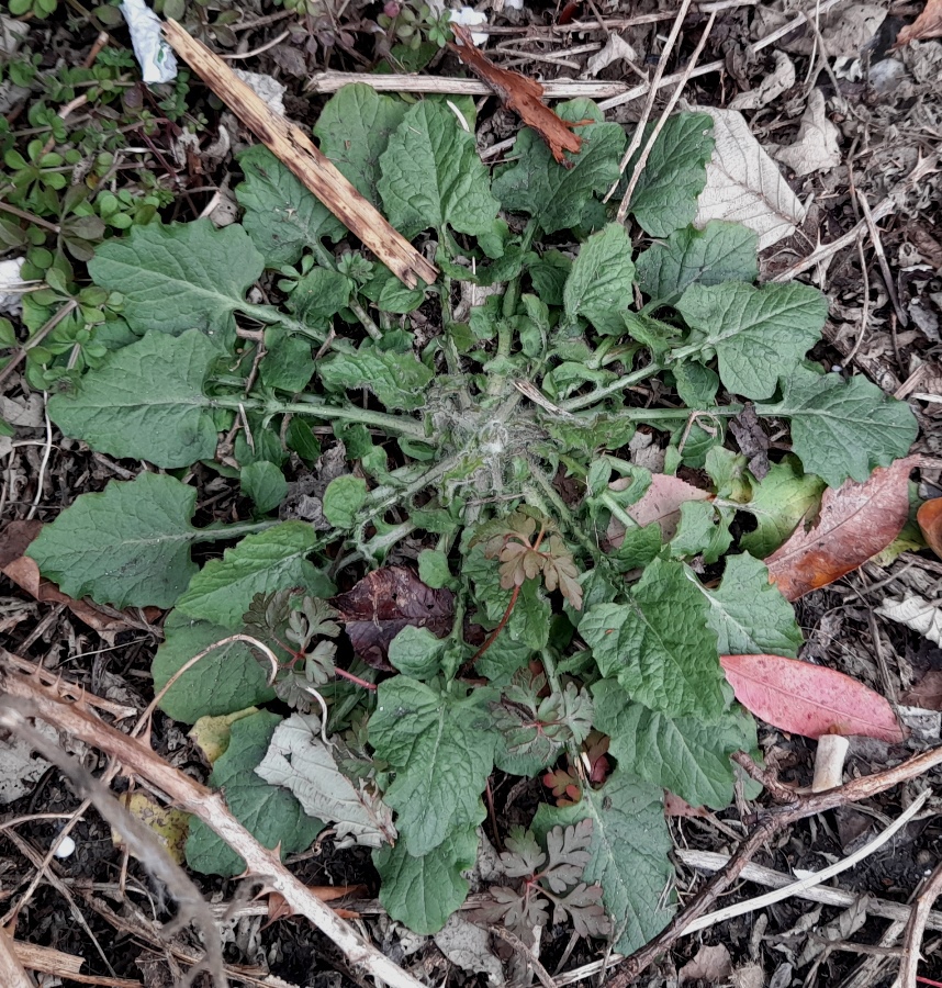 nipplewort lapsana communis